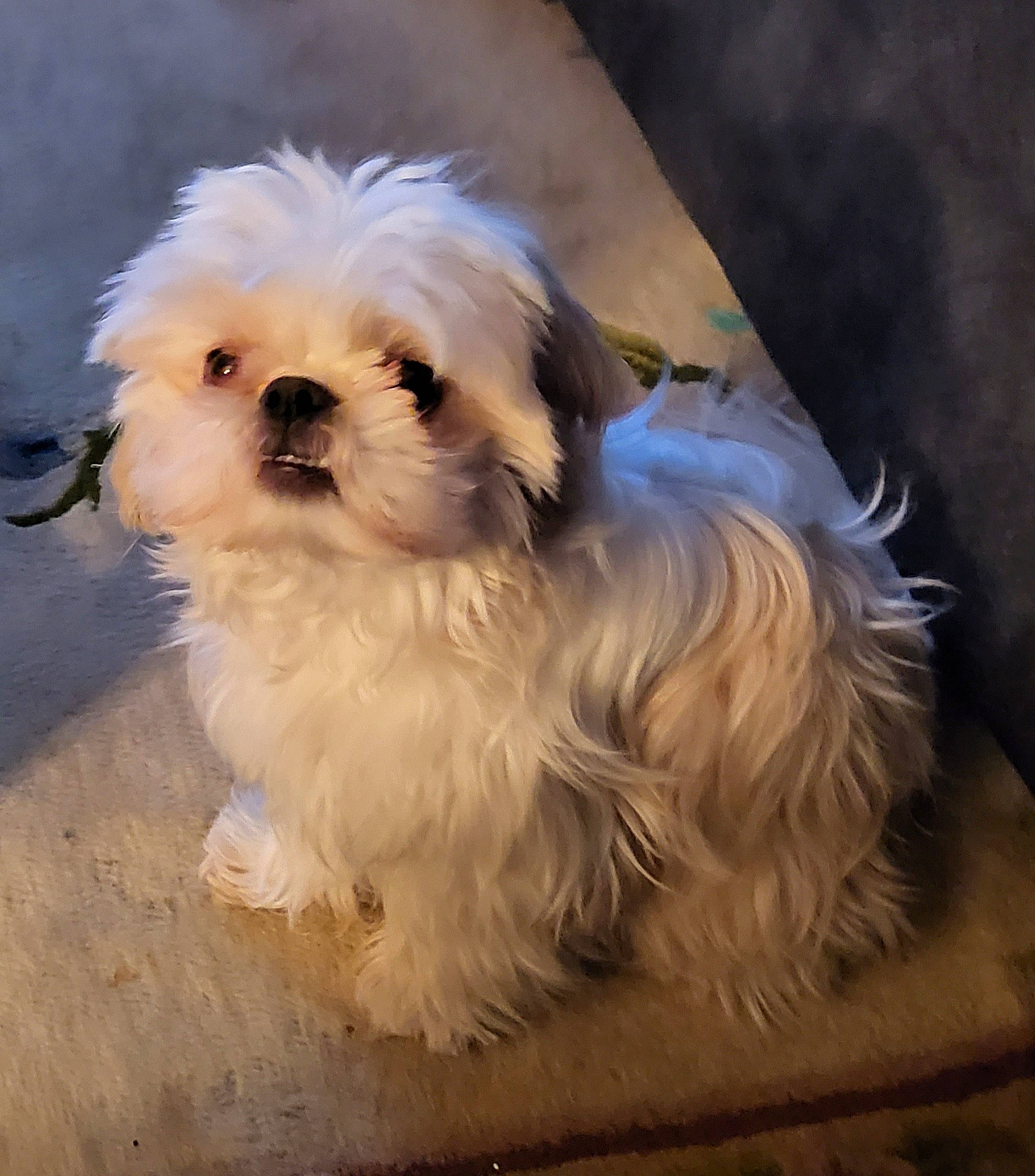 Ludo is registered to the contest to win money with this photo: canidae, carnivore, companion_dog, dog, dog_breed, dog_supply, eye, fawn, fur, liver, mal_shi, maltepoo, shih_poo, small_terrier, snout, sporting_group, terrier, toy_dog, working_animal, yorkipoo