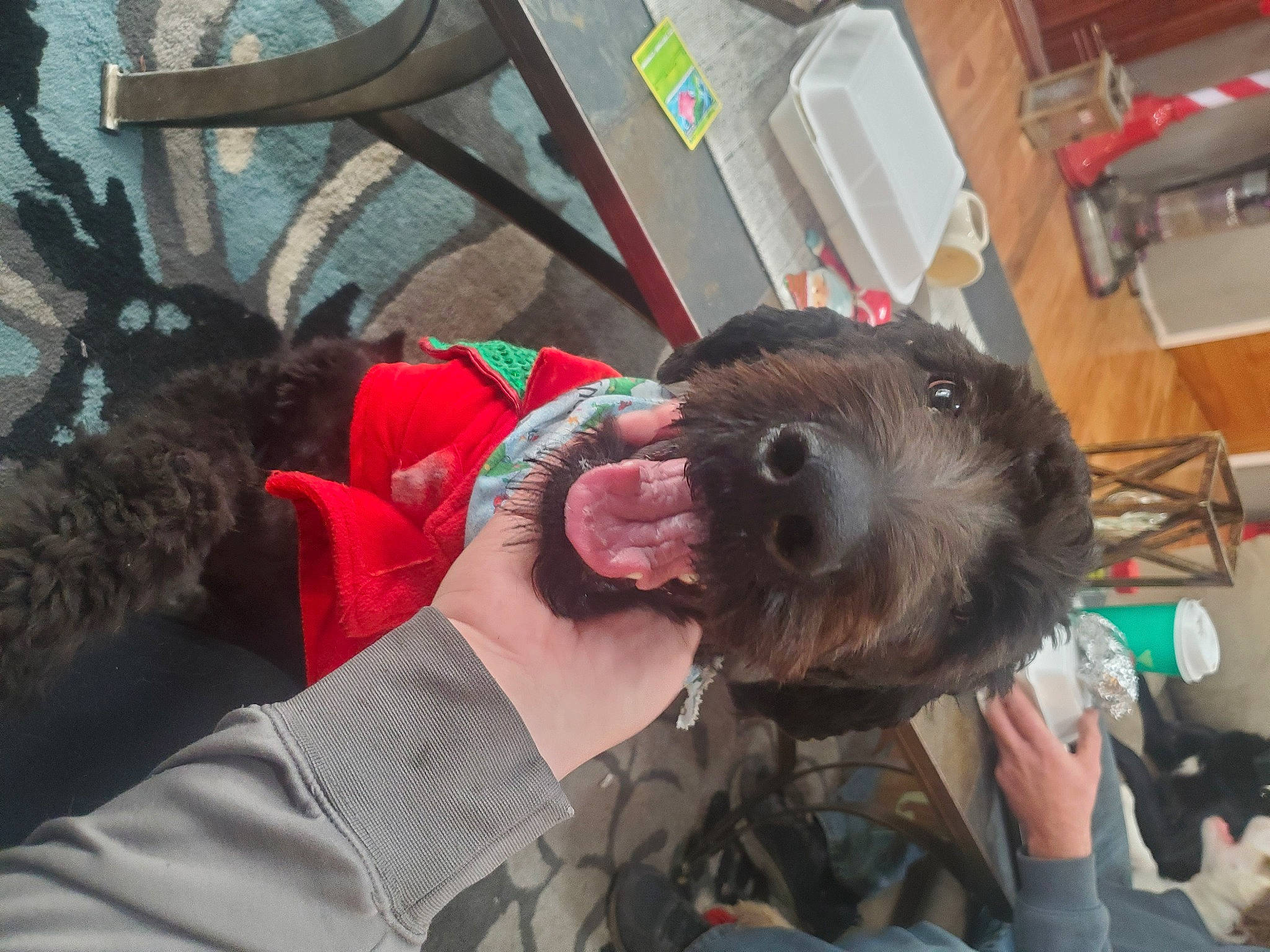 Max joined the competition — help win amazing prizes! canidae, carnivore, collar, companion_dog, dog, dog_breed, ear, fur, small_terrier, snout, sporting_group, terrier, toy_dog, working_animal