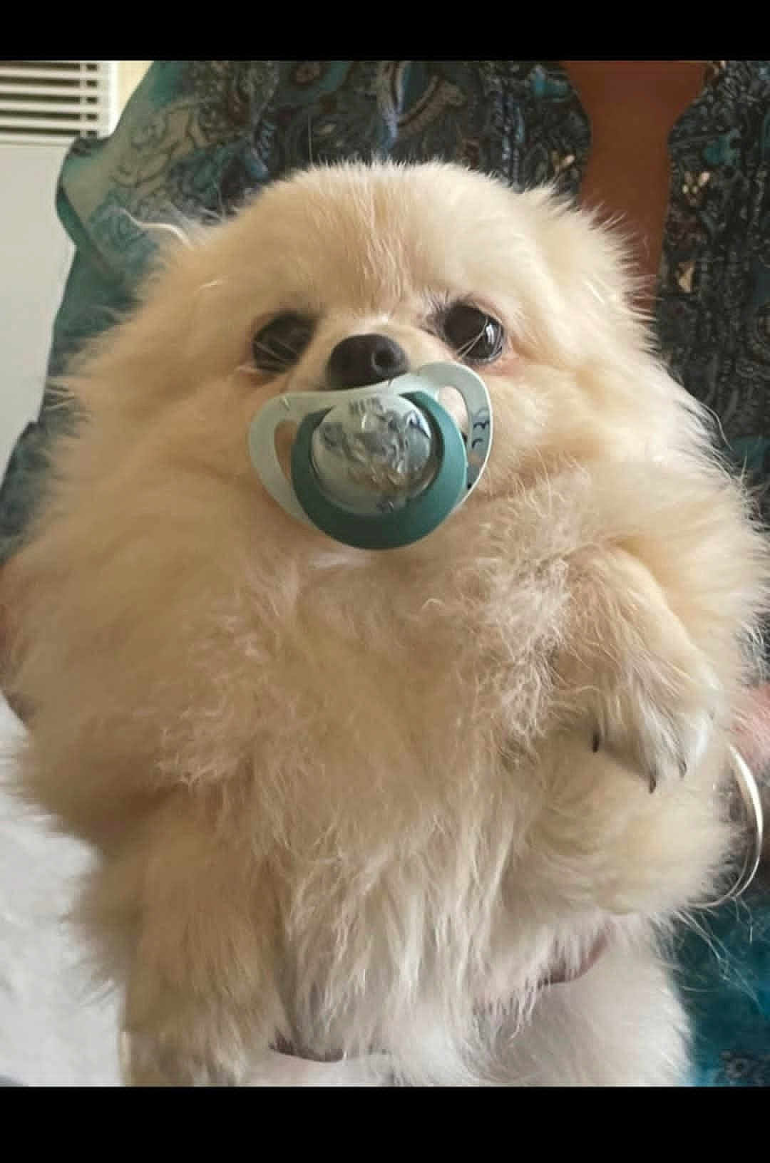 Vanille a rejoint le concours — aidez-le/la à gagner de superbes lots ! dog, pomeranian, fluffy, pacifier, pet, cute, animal, indoor, portrait, closeup, furry, mammal, domestic_animal, face, small_dog, being_held, human_hand, patterned_clothing, light_color, adorable