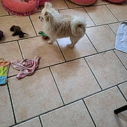 Vanille participe au concours pour gagner de l'argent avec cette photo : dog, pet_bed, tile_floor, toy, pet_clothing, indoor, small_dog, fluffy, pink, white, curious, home, cozy, floor, animal, playful, stuffed_toy, blanket, resting_area, casual