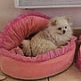 Vanille participe au concours pour gagner de l'argent avec cette photo : dog, pomeranian, pet_bed, pink, fluffy, indoor, floor, tile, small_dog, resting, cozy, animal, cute, fur, side_view, domestic, pet, household, relaxed, companion