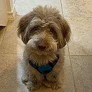 Boba joined the competition — help win amazing prizes! adorable, animal, brown, canine, companion, cute, dog, domestic, floor, fluffy, friendly, fur, harness, house, indoor, looking_up, pet, small_dog, tile, waiting