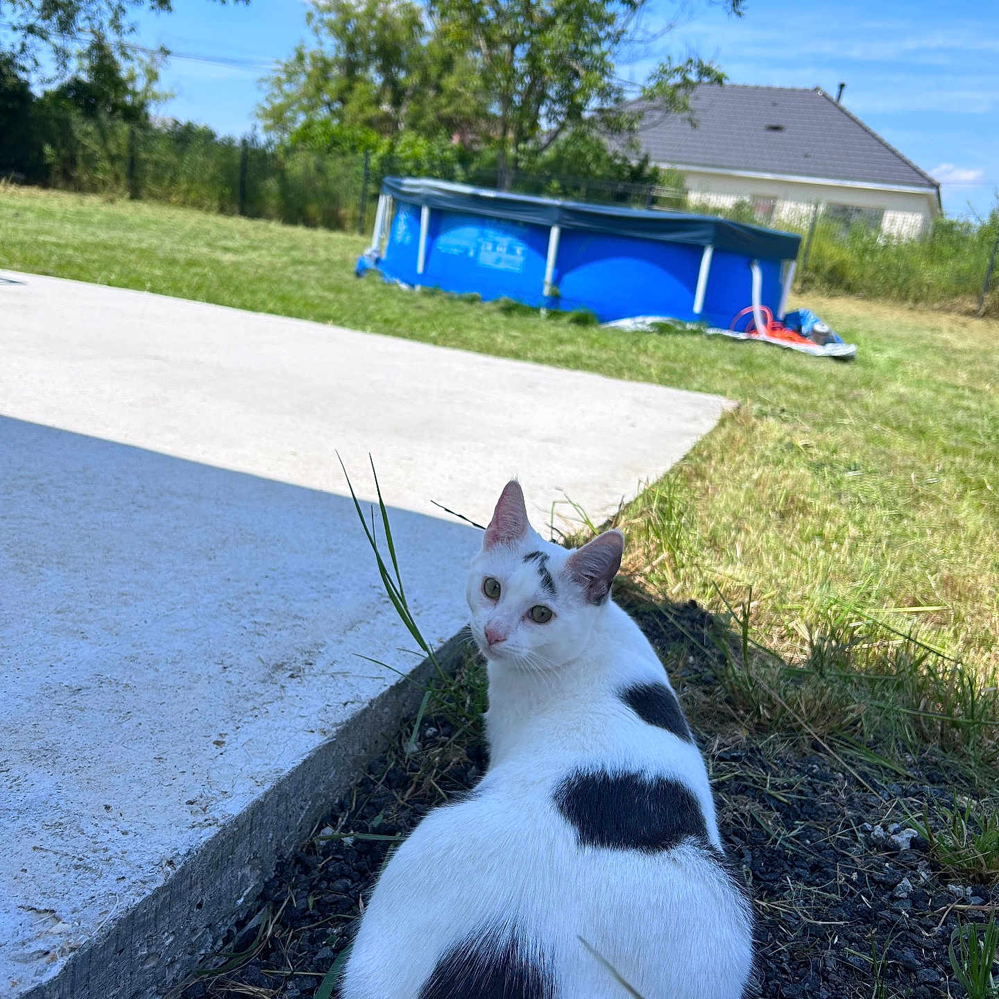 Ruby participe au concours pour gagner de l'argent avec cette photo : animal, architecture, backyard, building, cat, field, grass, grassland, green, housing, nature, outdoors, pet, plant, pottedplant, shelter, soil, tree, vegetation, yard