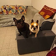Ruben participe au concours pour gagner de l'argent avec cette photo : french_bulldog, dog, pet, living_room, couch, armrest, tile_floor, pillow, blanket, brown, black, white, indoor, animal, companion, cute, ears_up, looking_up, floor, home