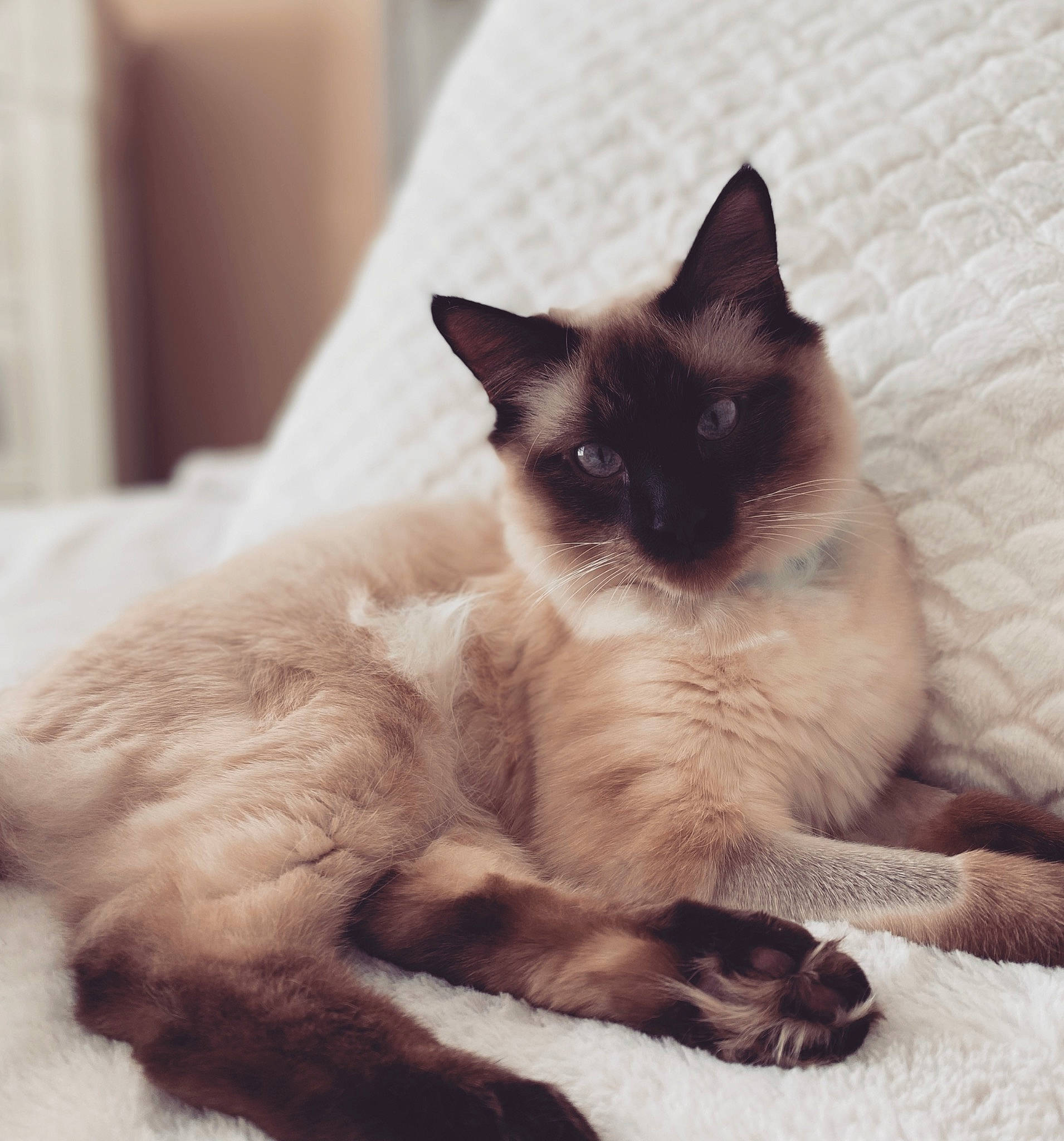Alex joined the competition — help win amazing prizes! birman, carnivore, cat, claw, comfort, fawn, felidae, foot, fur, paw, siamese, sky, small_to_medium_sized_cats, snout, tail, terrestrial_animal, thai, whiskers