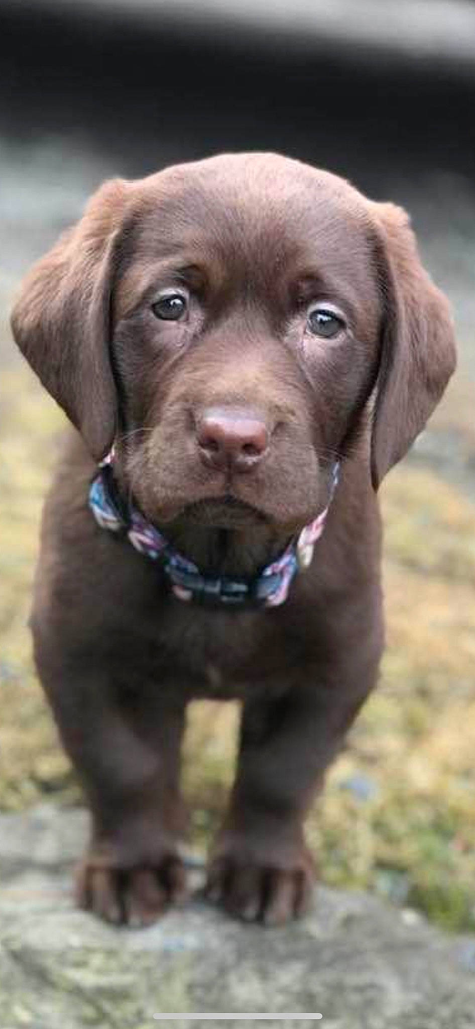 Moose is registered to the contest to win money with this photo: borador, canidae, carnivore, collar, companion_dog, dog, dog_breed, dog_collar, fawn, fur, gun_dog, hunting_dog, liver, pet_supply, snout, sporting_group, terrestrial_animal, whiskers, working_animal