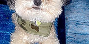 Gizmo is registered to the contest to win money with this photo: accessories, affenpinscher, animal, ankle, bison, canine, couch, cushion, dog, eskimodog, formalwear, furniture, homedecor, pet, poodle, puppy, strap, terrier, tie, whitedog