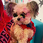 Gizmo is registered to the contest to win money with this photo: accessories, adult, animal, bag, canine, clothing, costume, dog, face, female, glasses, handbag, head, person, pet, photography, portrait, puppy, sunglasses, woman