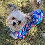 Gizmo joined the competition — help win amazing prizes! accessories, affenpinscher, animal, ball, canine, clothing, dog, dress, formalwear, grass, lawn, pet, plant, poodle, puppy, strap, terrier, tie, vegetation, whitedog