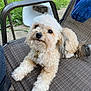 Gizmo joined the competition — help win amazing prizes! adult, animal, canine, chair, clothing, cushion, dog, furniture, grass, homedecor, jeans, male, man, pants, person, pet, plant, poodle, puppy, terrier