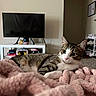 cat, tabby_cat, white_cat, blanket, pink_blanket, living_room, television, gaming_console, shelf, shoes, carpet, furniture, pet, indoor, cozy, relaxed, cute, animal, domestic_cat, home