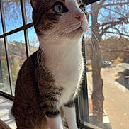 Ollie joined the competition — help win amazing prizes! cat, windowsill, window, outdoor, sunlight, tree, whiskers, fur, pet, animal, domestic, curious, indoor, daylight, looking, nature, closeup, face, tabby, white_paws
