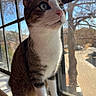 cat, windowsill, window, outdoor, sunlight, tree, whiskers, fur, pet, animal, domestic, curious, indoor, daylight, looking, nature, closeup, face, tabby, white_paws