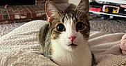 Ollie is registered to the contest to win money with this photo: animal, blanket, carpet, cat, couch, cozy, curious, ears, face, fireplace, fur, indoor, living_room, looking_at_camera, pet, shelf, soft_texture, tabby_cat, television, whiskers