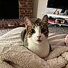 Ollie is registered to the contest to win money with this photo: cat, tabby_cat, pet, animal, indoor, blanket, cozy, fur, whiskers, ears, face, curious, looking_at_camera, living_room, fireplace, carpet, television, shelf, couch, soft_texture
