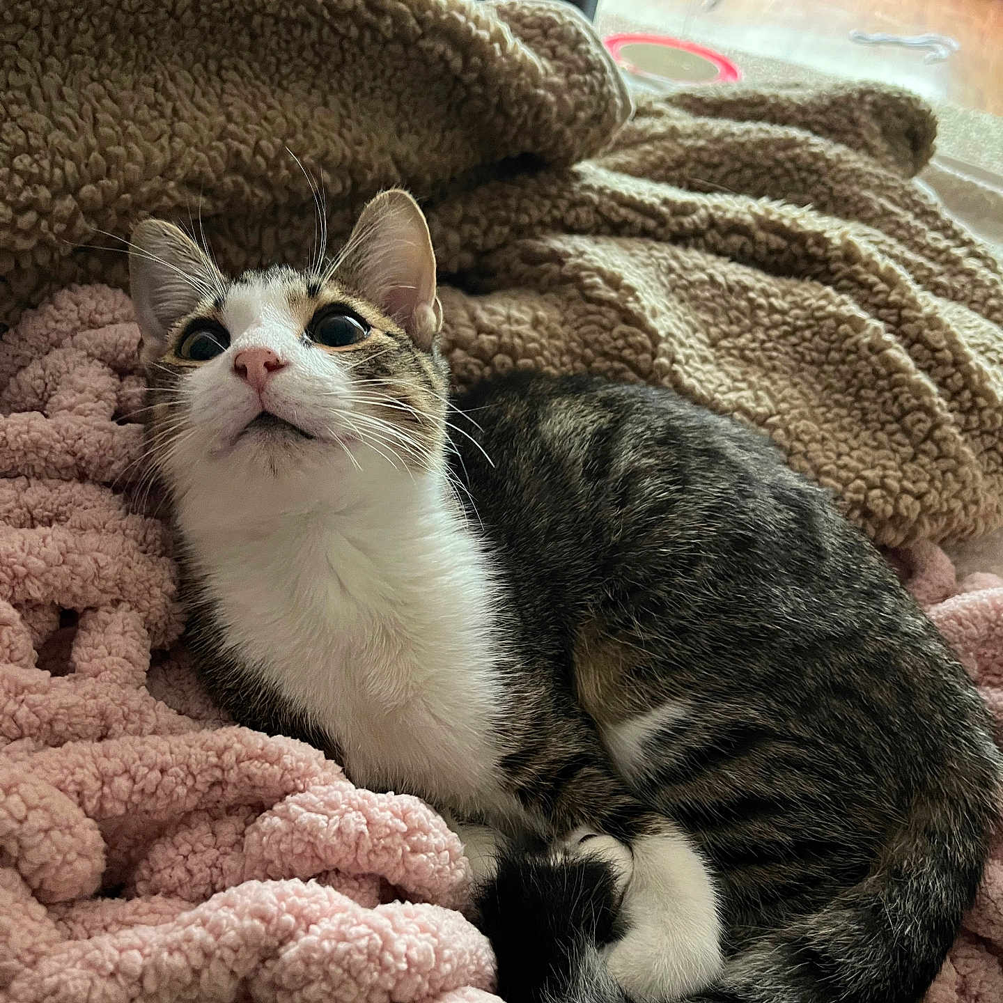 Ollie is registered to the contest to win money with this photo: cat, tabby_cat, white_paws, white_chest, curious, alert, wide_eyes, pink_blanket, chunky_knit, beige_throw, cozy, indoor, pet, fur, whiskers, resting, soft_texture, comfortable, animal, cute
