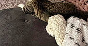 Ollie joined the competition — help win amazing prizes! cat, tabby, pet, indoor, furniture, blanket, carpet, cozy, animal, looking_back, whiskers, ears, home, soft_texture, couch, curious, relaxed, domestic, resting, comfortable