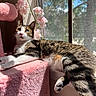 Ollie joined the competition — help win amazing prizes! cat, tabby, pet, animal, window, sunlight, flower, pink, indoor, relaxing, fur, whiskers, curious, perch, cozy, daylight, nature, home, resting, cute