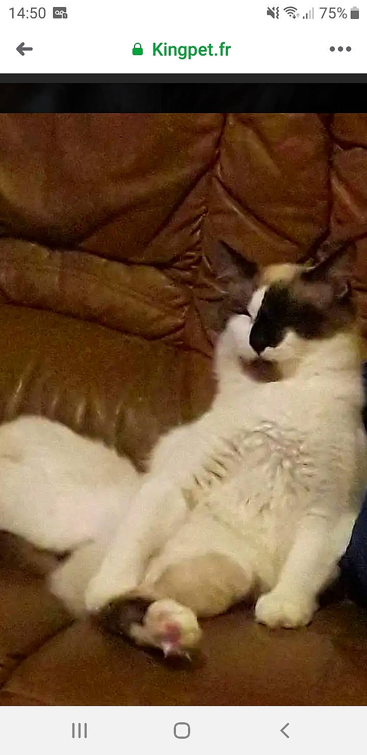 Simplet a rejoint le concours — aidez-le/la à gagner de superbes lots ! balinese, birman, carnivore, cat, fawn, felidae, fur, kitten, mammal, paw, ragdoll, small_to_medium_sized_cats, snowshoe, tail, whiskers