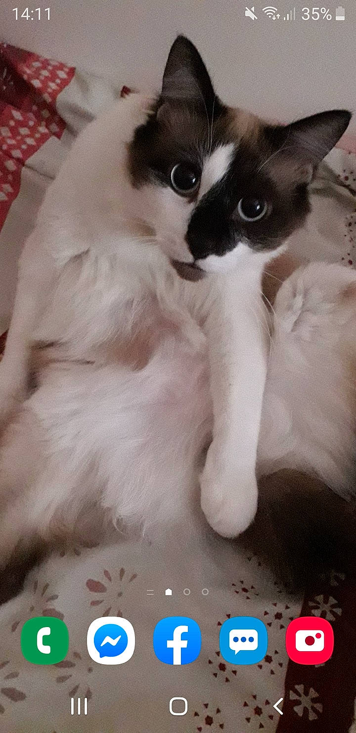 Simplet a rejoint le concours — aidez-le/la à gagner de superbes lots ! asian, balinese, birman, carnivore, cat, eye, felidae, himalayan, javanese, kitten, mammal, photo_caption, ragdoll, siamese, small_to_medium_sized_cats, snowshoe, thai, tonkinese, whiskers