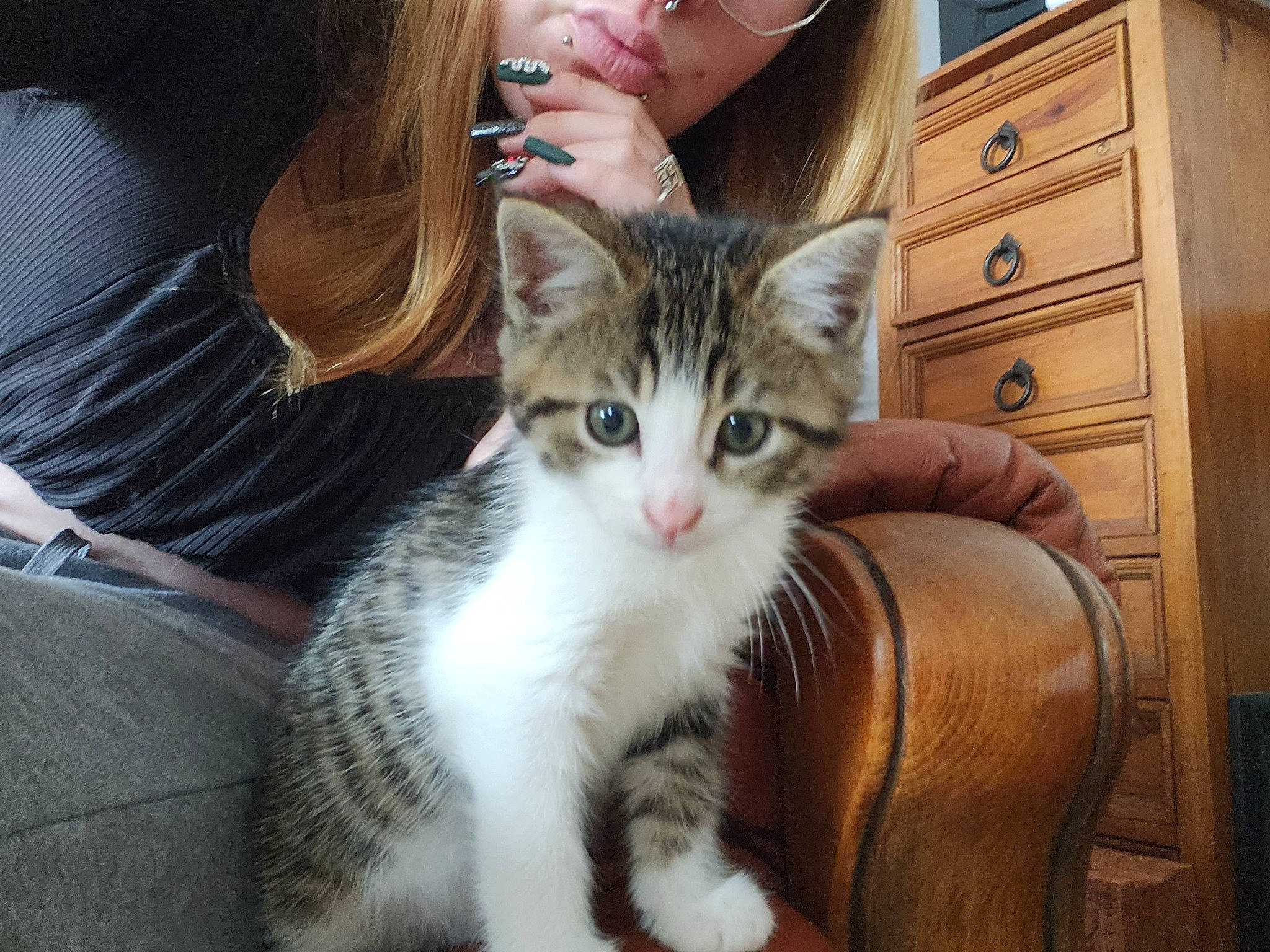 Ubu participe au concours pour gagner de l'argent avec cette photo : cabinetry, carnivore, cat, chest_of_drawers, comfort, domestic_short_haired_cat, door, drawer, dresser, fawn, felidae, fur, gesture, hardwood, lap, paw, small_to_medium_sized_cats, snout, whiskers, wood