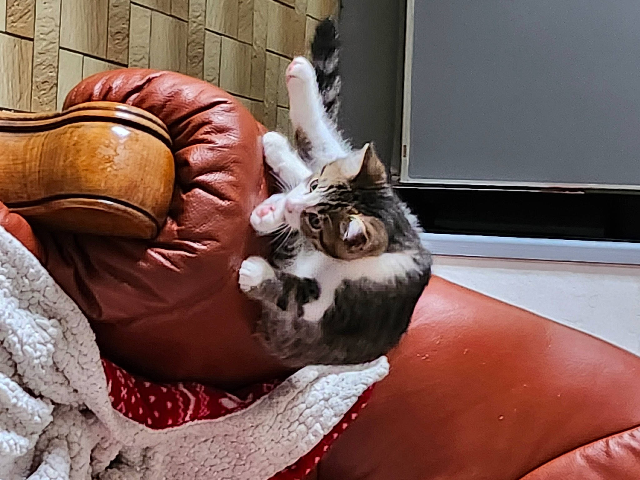 Ubu a rejoint le concours — aidez-le/la à gagner de superbes lots ! carnivore, cat, cat_bed, cat_supply, comfort, couch, felidae, flooring, fur, furniture, human_leg, interior_design, living_room, room, small_to_medium_sized_cats, studio_couch, tail, whiskers, window, wood