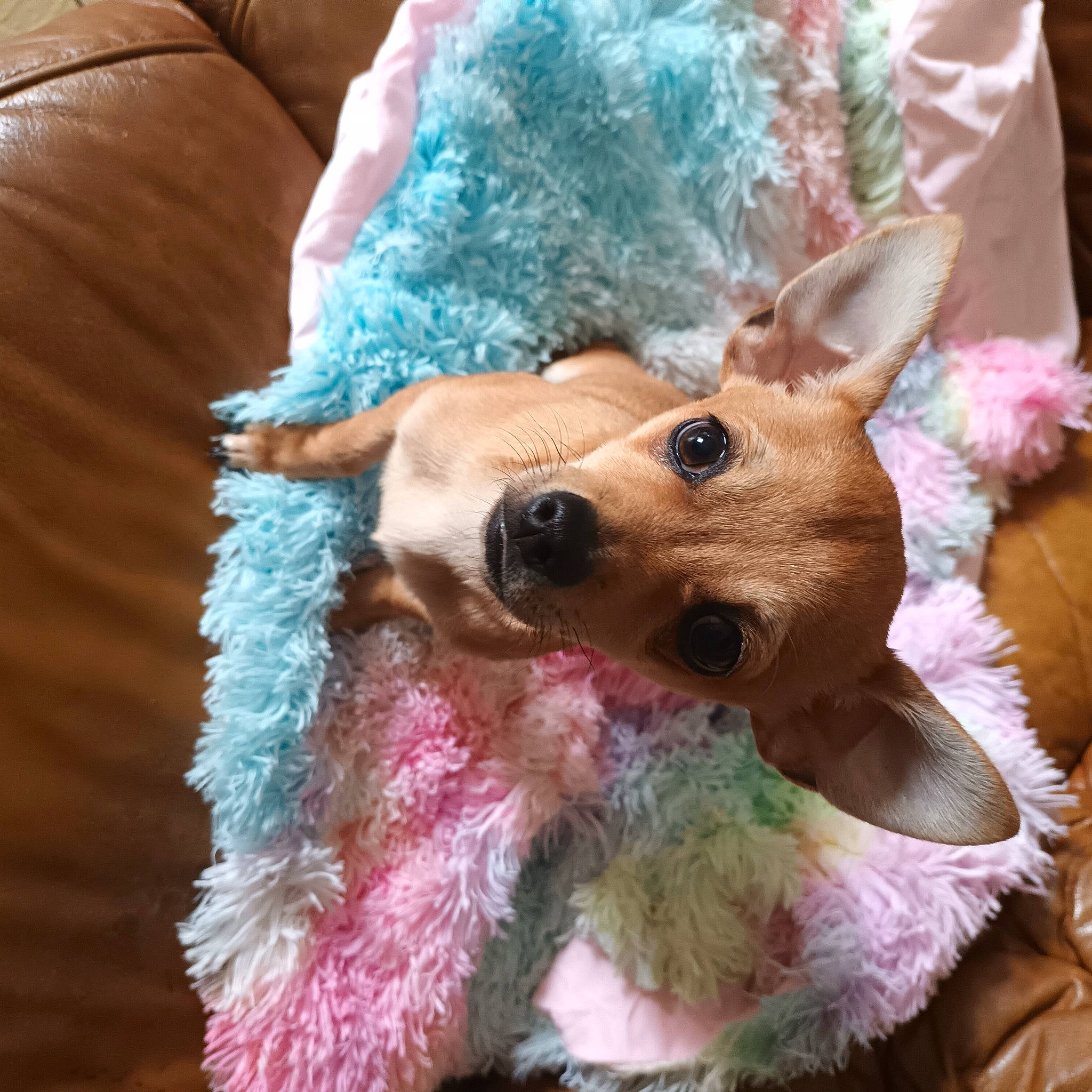 Toby participe au concours pour gagner de l'argent avec cette photo : canidae, companion_dog, deer, dog_breed, event, fashion_accessory, fawn, feather, felidae, fictional_character, fur, magenta, mythical_creature, pink, stuffed_toy, textile, toy, toy_dog, vertebrate, working_animal