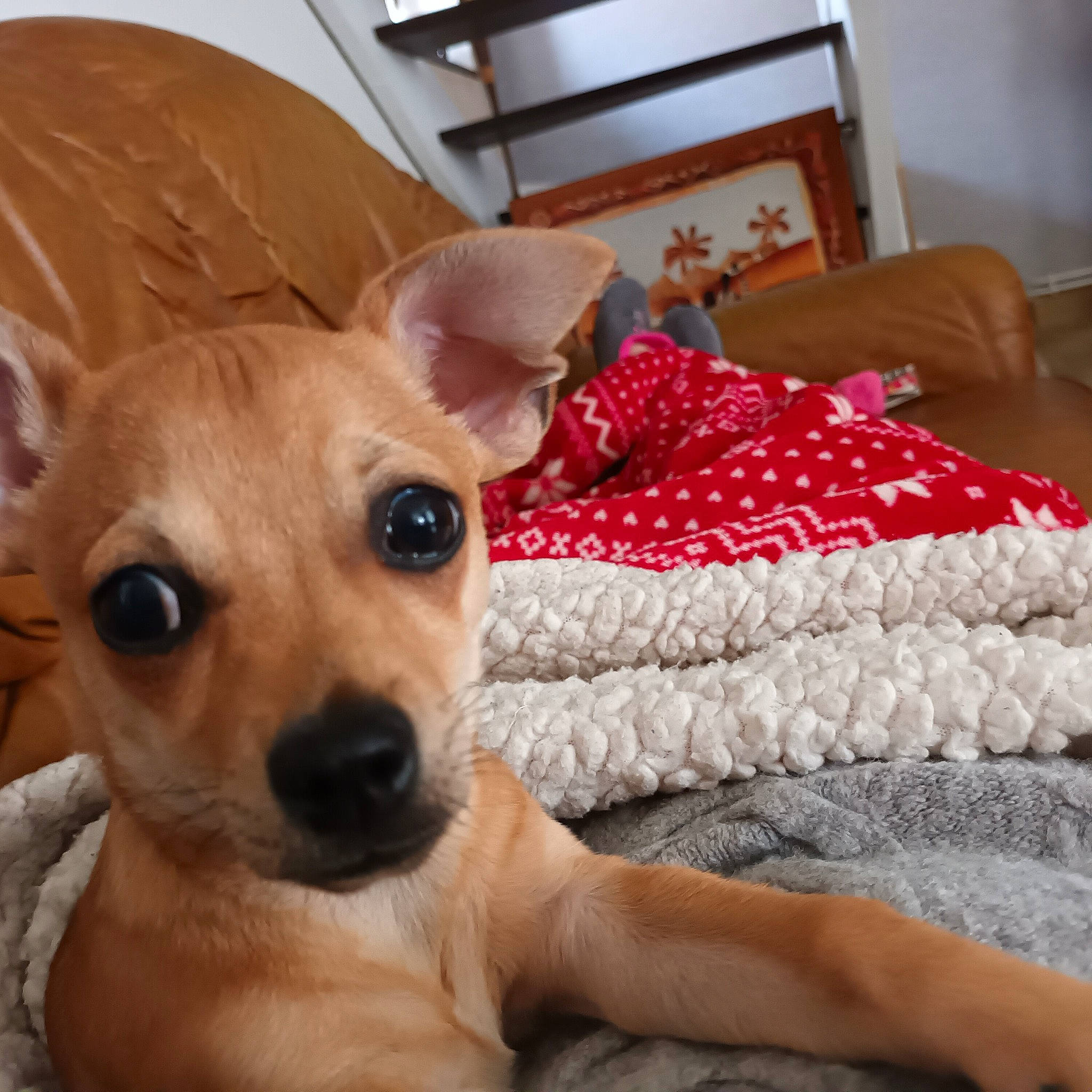 Toby a rejoint le concours — aidez-le/la à gagner de superbes lots ! canidae, carnivore, comfort, companion_dog, dog, dog_breed, dog_supply, ear, eye, fawn, fur, head, linens, snout, sporting_group, sunglasses, toy_dog, whiskers, wood, working_animal