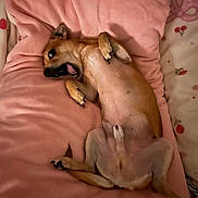 Toby participe au concours pour gagner de l'argent avec cette photo : dog, small_dog, pet, lying_down, pink_blanket, cozy, indoor, cute, playful, paw, fur, bed, blanket, animal, relaxed, looking_up, expression, comfort, resting, home