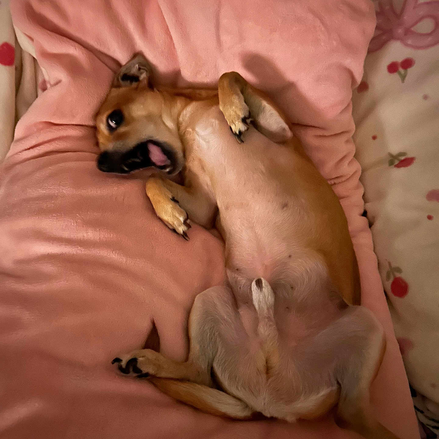 Toby