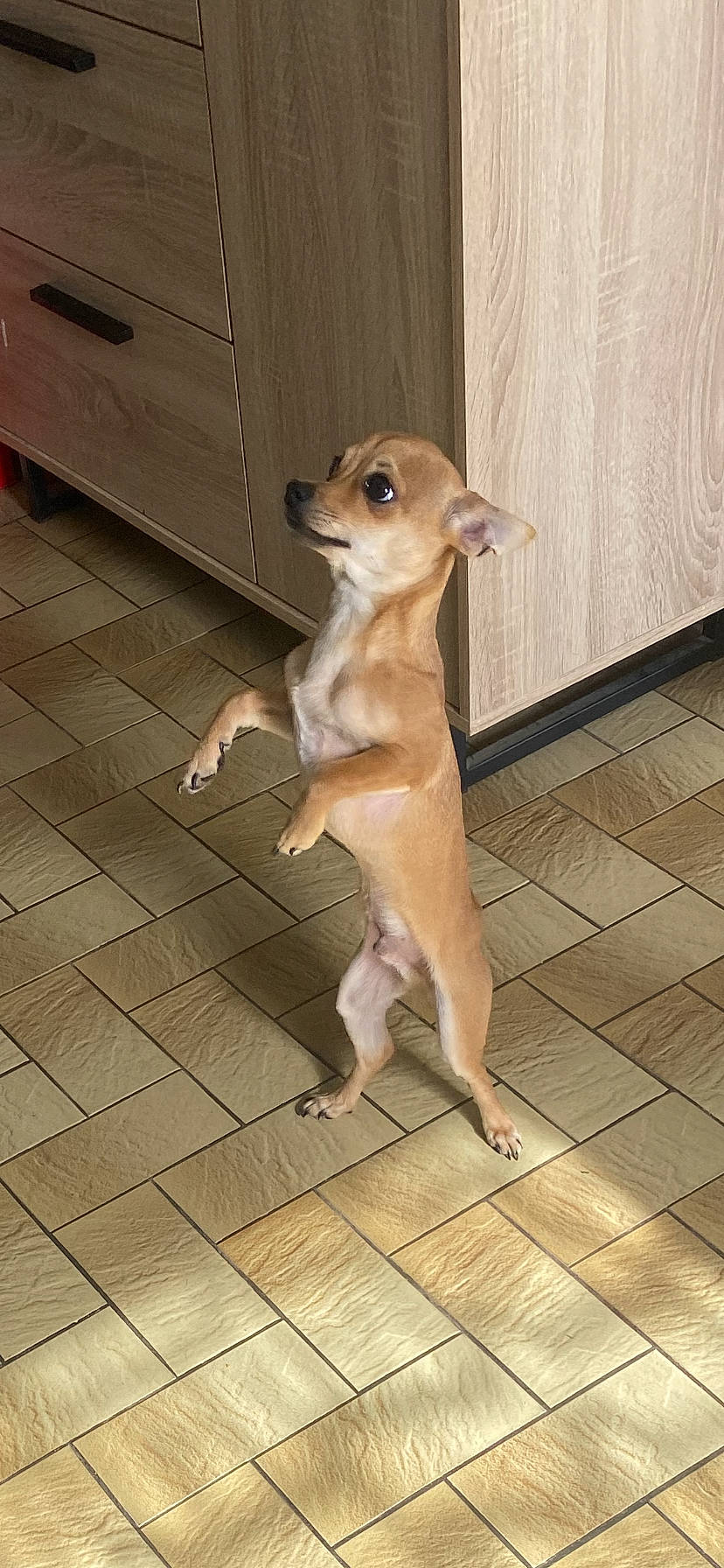 Toby a rejoint le concours — aidez-le/la à gagner de superbes lots ! cabinetry, canidae, carnivore, companion_dog, dog, dog_breed, dog_supply, fawn, floor, flooring, fur, hardwood, paw, snout, sporting_group, tail, terrestrial_animal, whiskers, wood, working_animal