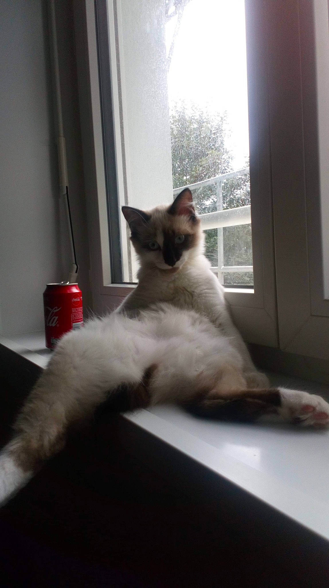 Simplet a rejoint le concours — aidez-le/la à gagner de superbes lots ! balinese, birman, carnivore, cat, colorpoint_shorthair, fawn, felidae, javanese, kitten, mammal, ragdoll, siamese, small_to_medium_sized_cats, snowshoe, tail, thai, tonkinese, whiskers, window