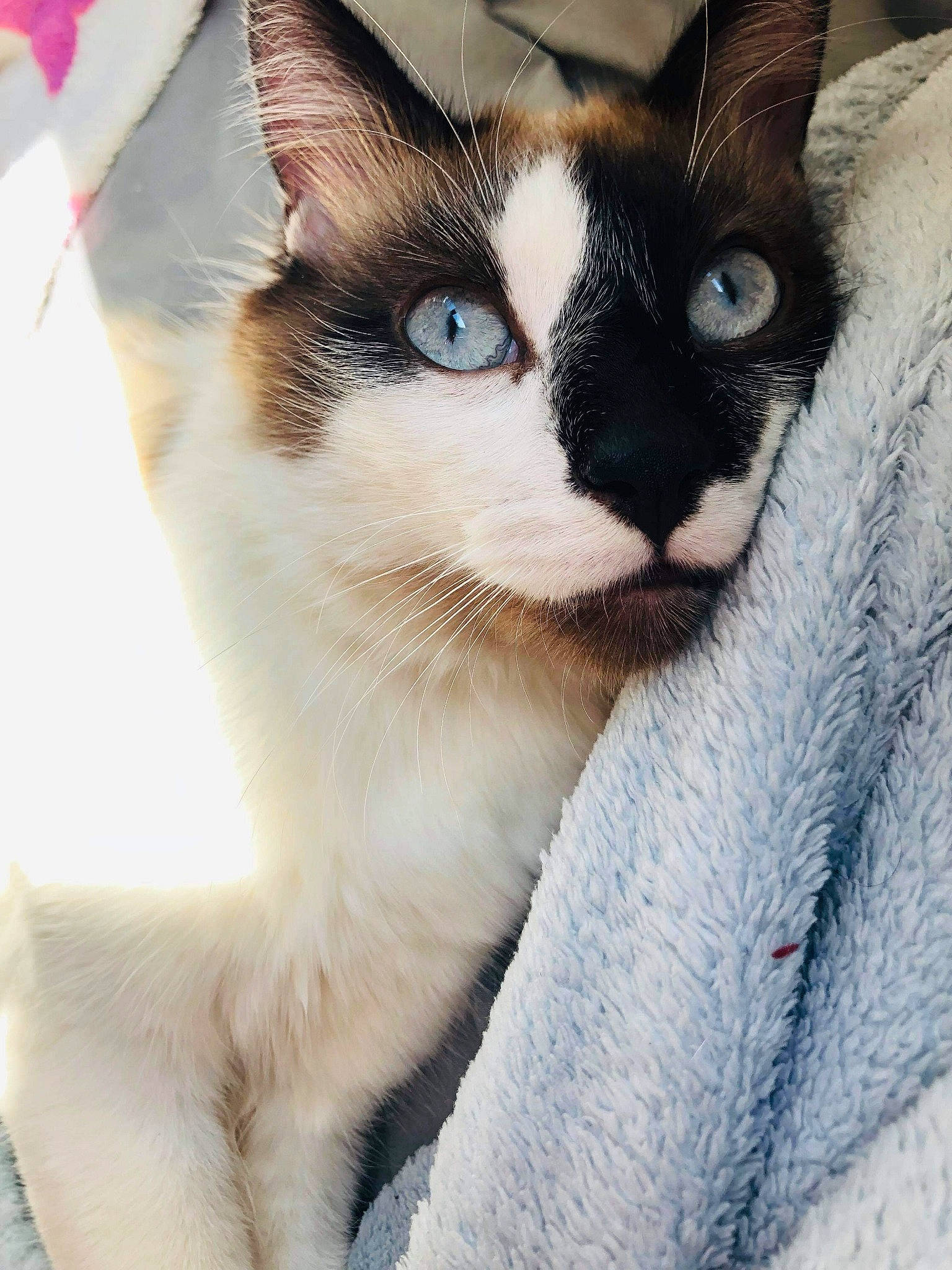 Simplet a rejoint le concours — aidez-le/la à gagner de superbes lots ! aegean_cat, american_wirehair, asian, balinese, carnivore, cat, colorpoint_shorthair, domestic_short_haired_cat, felidae, javanese, mammal, ojos_azules, siamese, small_to_medium_sized_cats, snout, snowshoe, thai, tonkinese, vertebrate, whiskers