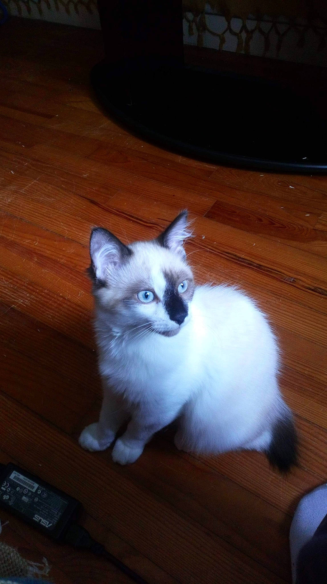 Simplet a rejoint le concours — aidez-le/la à gagner de superbes lots ! asian, balinese, birman, carnivore, cat, eye, felidae, javanese, kitten, mammal, ojos_azules, ragdoll, siamese, small_to_medium_sized_cats, snowshoe, thai, tonkinese, turkish_angora, vertebrate, whiskers