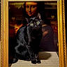 animal, art, black_cat, cat, contrast, curiosity, decor, expression, feline, frame, golden_frame, green_eyes, indoor, mona_lisa, painting, pet, portrait, sitting, still_life, texture