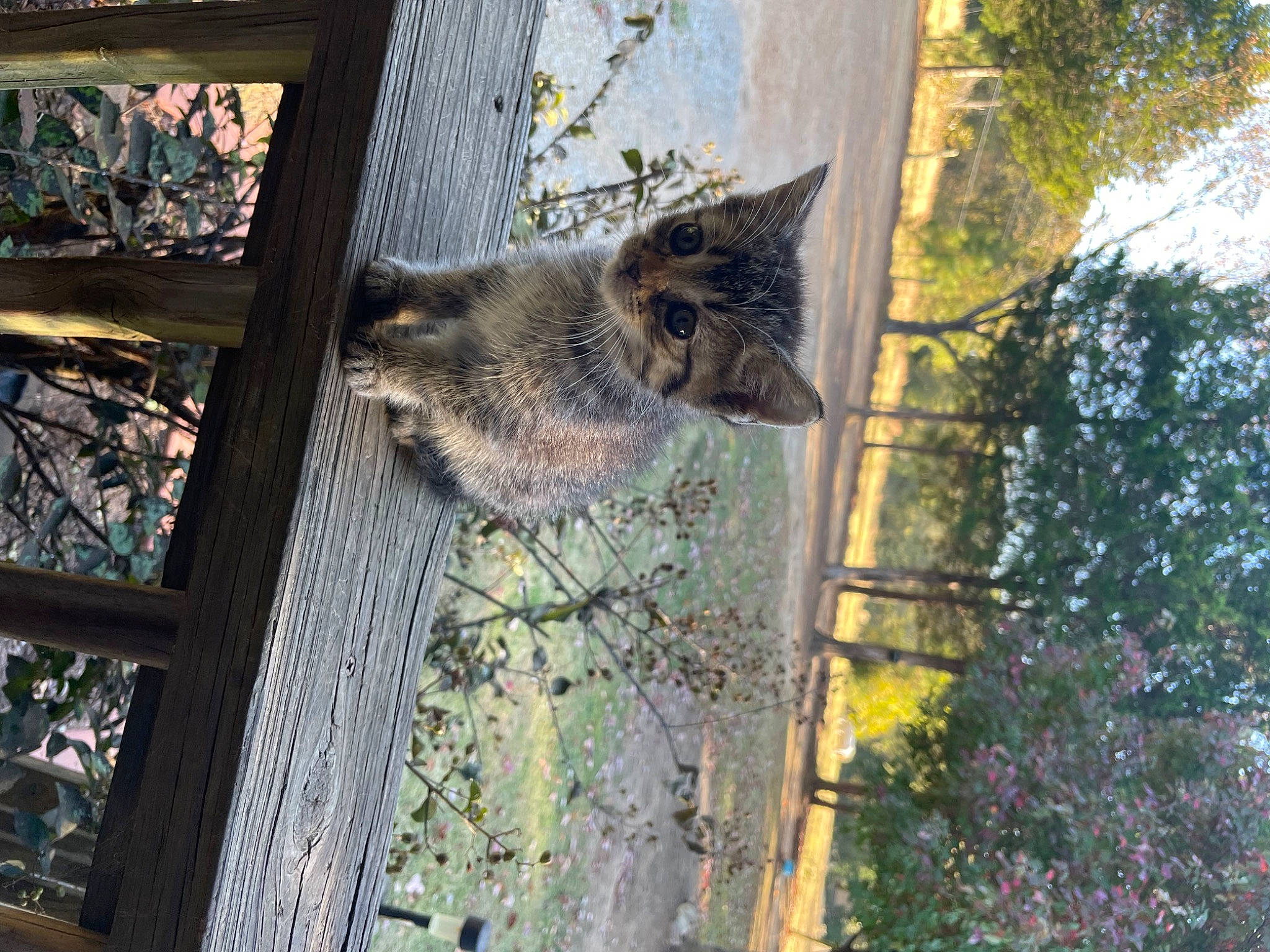 Cupcake joined the competition — help win amazing prizes! branch, carnivore, cat, fawn, felidae, grass, leaf, line, plant, small_to_medium_sized_cats, snout, tail, tree, trunk, twig, whiskers, wildlife, window, wood, woody_plant