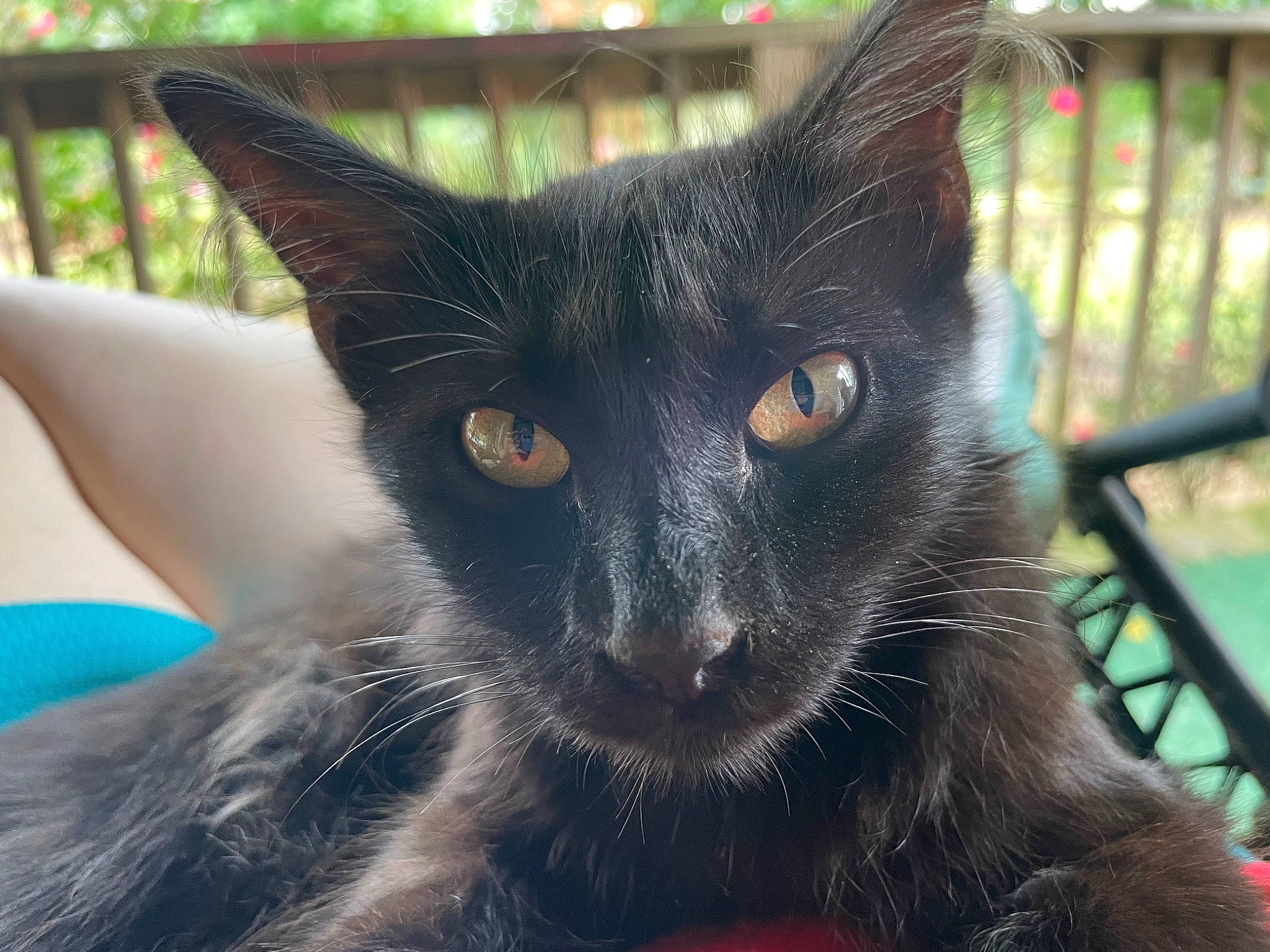 Raven is registered to the contest to win money with this photo: black_cat, bombay, carnivore, cat, domestic_short_haired_cat, felidae, fence, fur, grass, havana_brown, mesh, pet_supply, plant, small_to_medium_sized_cats, snout, terrestrial_animal, whiskers, wildlife, window