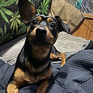 Max is registered to the contest to win money with this photo: dog, pet, animal, indoor, blanket, couch, fur, ears, eyes, face, paw, resting, cute, brown, black, canine, looking, relaxed, home, comfort