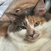 Nala joined the competition — help win amazing prizes! cat, calico_cat, brown_cat, feline, pet, close_up, whiskers, ears, green_eyes, fur, snuggling, blanket, indoor, cozy, relaxed, animal, cute, sleepy, domestic_cat, companion