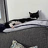 Onxy joined the competition — help win amazing prizes! cat, black_and_white, sleeping, lounging, stretched, paw, whiskers, ears, tail, pet, animal, couch, blanket, pillow, living_room, indoor, relaxed, tuxedo_cat, furniture, portrait