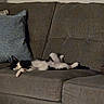 cat, black_and_white_cat, sleeping, lounging, relaxed, upside_down, couch, sofa, cushion, pillow, indoor, home, living_room, furniture, pet, furry, whiskers, paws, stretched_out, funny_pose