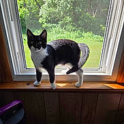 Onxy is registered to the contest to win money with this photo: cat, tuxedo_cat, black_and_white, animal, pet, standing, windowsill, window, indoors, outdoors, sunlight, greenery, garden, wood, screen, portrait, whiskers, ears, tail, home