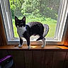 cat, tuxedo_cat, black_and_white, animal, pet, standing, windowsill, window, indoors, outdoors, sunlight, greenery, garden, wood, screen, portrait, whiskers, ears, tail, home