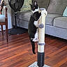 Onxy is registered to the contest to win money with this photo: cat, tuxedo_cat, pet, animal, scratching_post, scratching, climbing, standing, black_and_white, whiskers, ears, eyes, tail, indoors, living_room, couch, fan, pillow, wood_floor, funny_pose