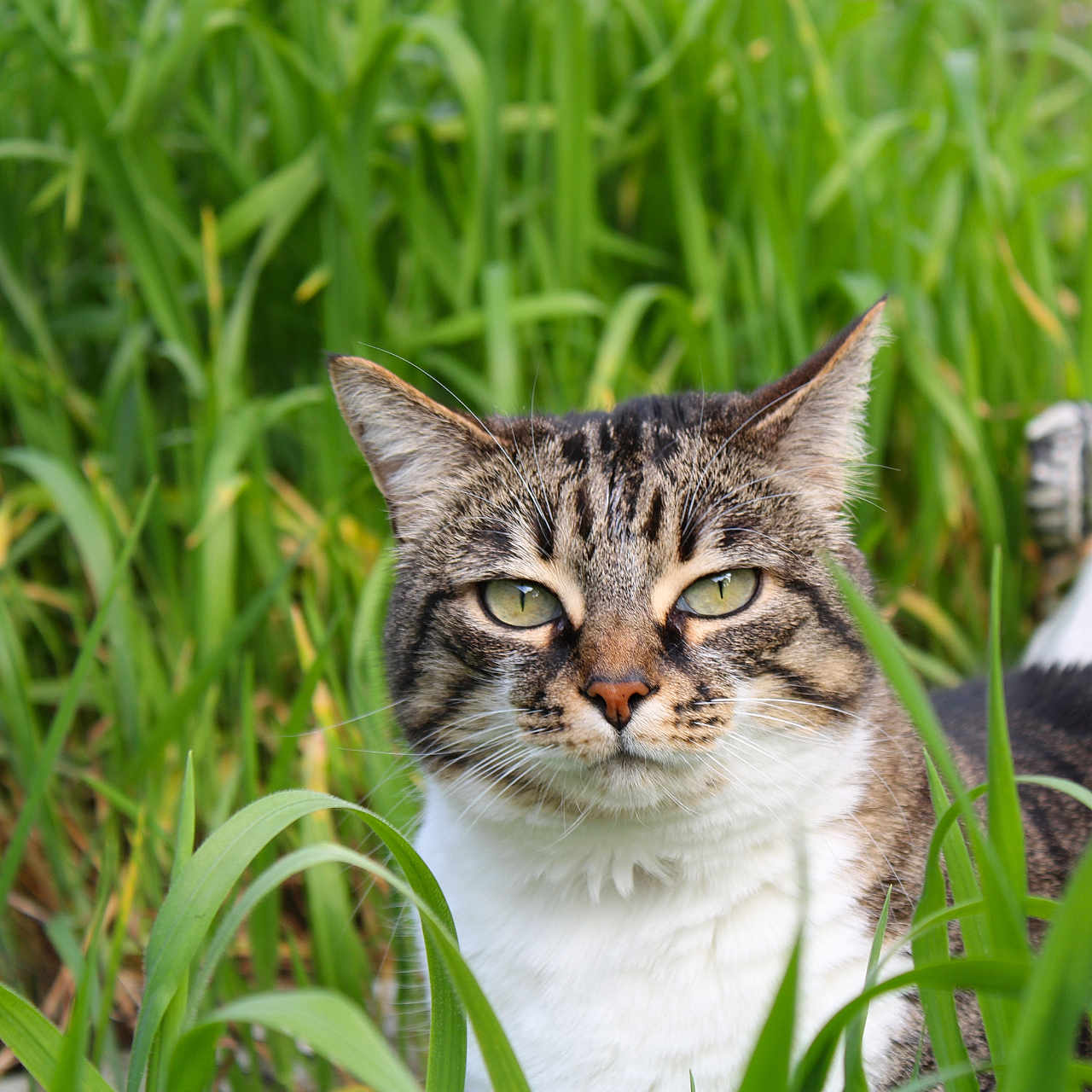 Maya a rejoint le concours — aidez-le/la à gagner de superbes lots ! abyssinian, animal, bear, cat, countryside, egyptiancat, field, grass, grassland, herbal, herbs, kitten, lawn, manx, nature, outdoors, pet, plant, reed, vegetation