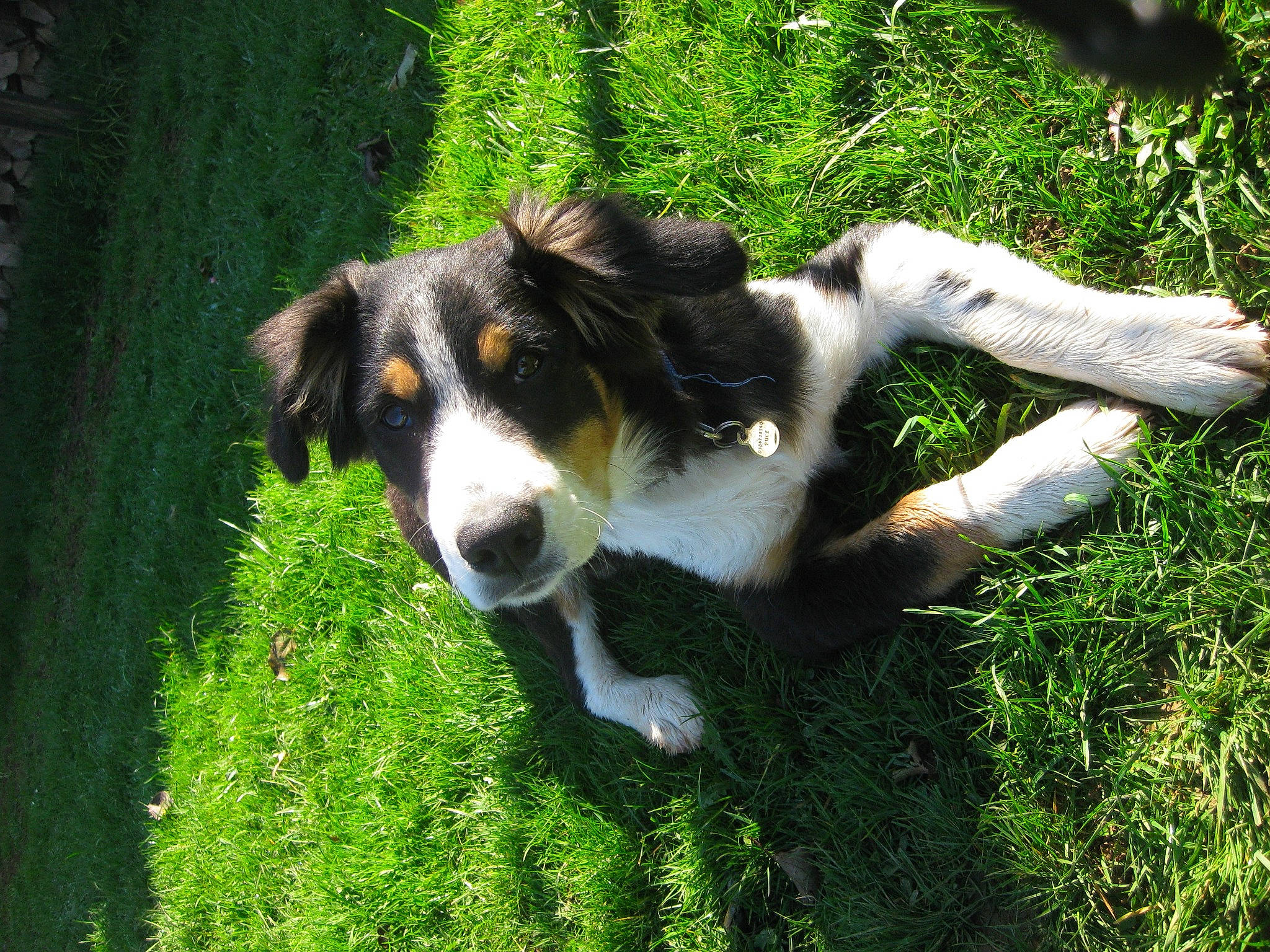 Ben a rejoint le concours — aidez-le/la à gagner de superbes lots ! canidae, carnivore, companion_dog, dog, dog_breed, grass, groundcover, herding_dog, hunting_dog, lawn, plant, snout, sporting_group, tail, terrestrial_animal, working_dog