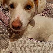 Lolly participe au concours pour gagner de l'argent avec cette photo : animal, bed, blanket, brown_patches, close_up, comfort, companion, cozy, curious, dog, domestic, ears, eyes, fur, indoor, pet, portrait, resting, snout, white_dog
