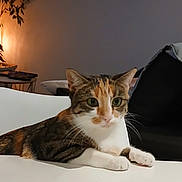 Nala participe au concours pour gagner de l'argent avec cette photo : calico, calm, cat, cozy, domestic_animal, fur, furniture, green_eyes, houseplant, indoor, lamp, living_room, paws, pet, plant, relaxed, side_view, table, whiskers, white