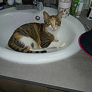 Nala participe au concours pour gagner de l'argent avec cette photo : cat, sink, bathroom, countertop, toiletries, bottle, cap, tabby_cat, pet, animal, domestic, white_sink, curious, feline, indoor, resting, closeup, looking, fur, whiskers