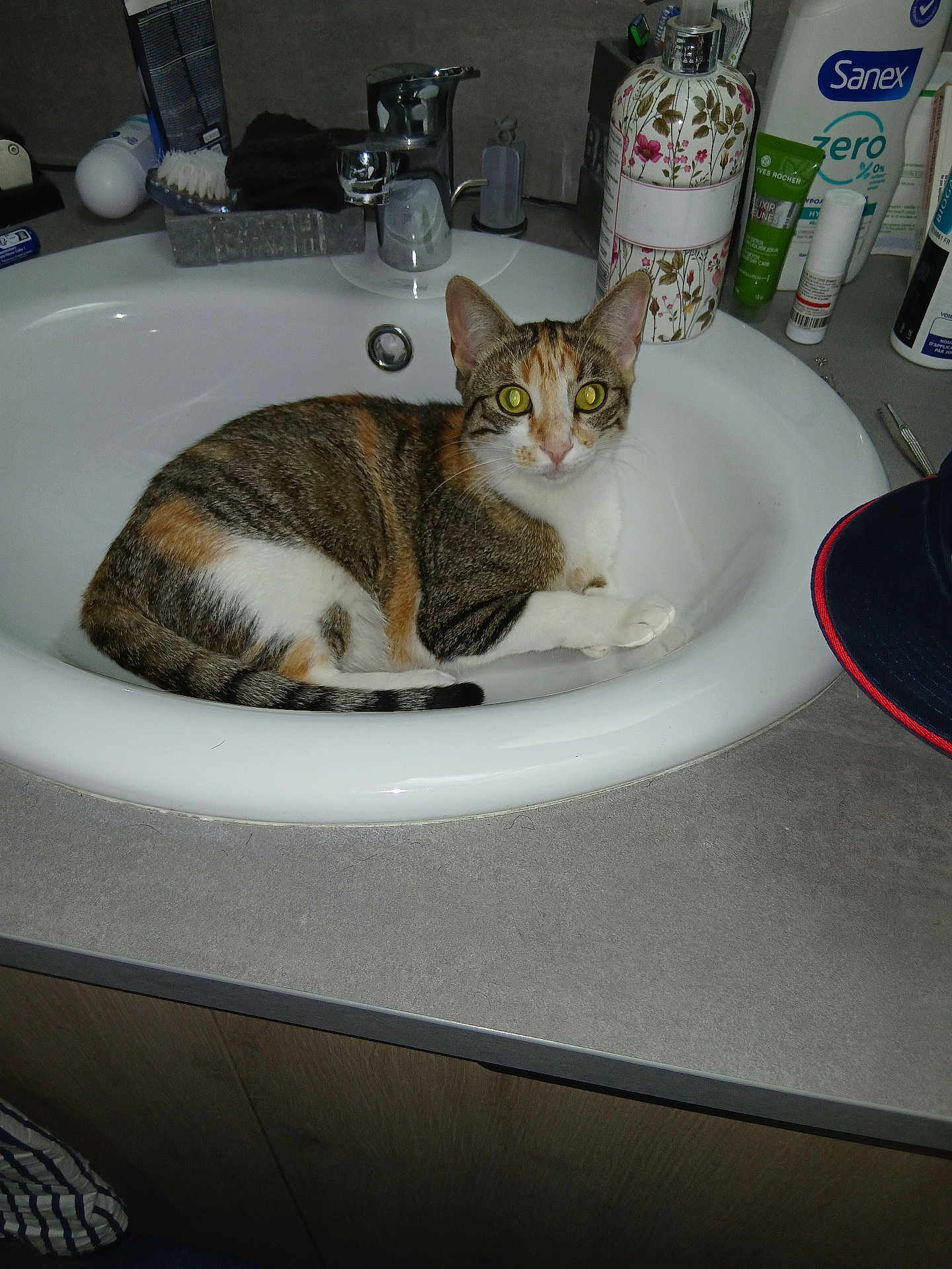 Nala participe au concours pour gagner de l'argent avec cette photo : cat, sink, bathroom, countertop, toiletries, bottle, cap, tabby_cat, pet, animal, domestic, white_sink, curious, feline, indoor, resting, closeup, looking, fur, whiskers